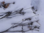 Weeds in Winter